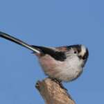 Long-Tailed Tit (Jill Pakenham/BTO)