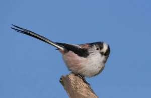 Read more about the article Fifty years of citizen science shows a positive response to climate change by a third of English breeding birds.