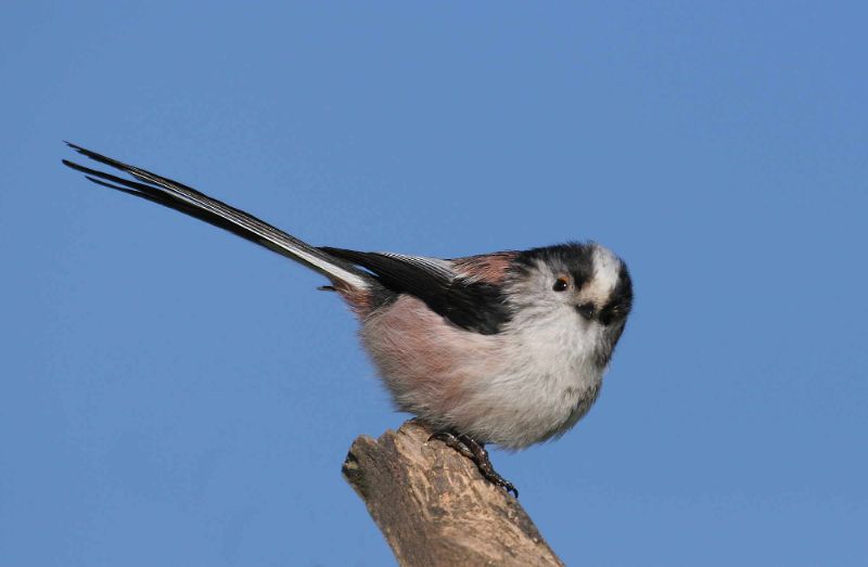 Long-Tailed Tit (Jill Pakenham/BTO)