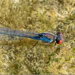Small Red-eyed Damselfly (Dr Phil Smith)