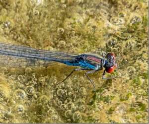 Read more about the article Dr Phil Smith: Wildlife Notes August 2019
