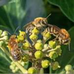 Three Ivy-bee at Crosby (Dr Phil Smith)