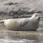 Common Seal, Alt Estuary (Dr Phil Smith)