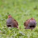 Grey Partridges by Allan Drewitt