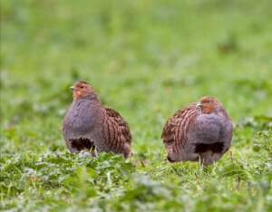 Read more about the article BTO: Where are all the Turtle Doves and Partridges?