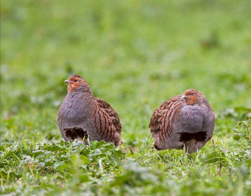 Grey Partridges by Allan Drewitt