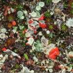 Devil’s Matchstick Cladonia floerkeana, Freshfield Dune Heath (Dr Phil Smith)
