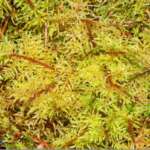Glittering Wood-moss Hylocomium splendens, Freshfield Dune Heath (Phil Smith)