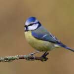 Blue Tit (Liz Cutting/BTO)