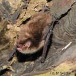 Whiskered Bat by Jan Svetlik