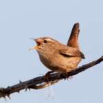 Wren by Alan Drewitt