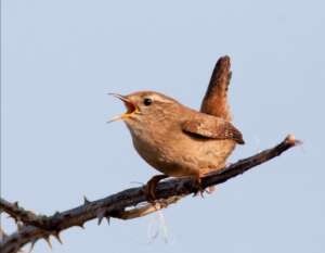 Read more about the article BTO: It’s official – the Wren is our commonest bird.