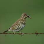 Song Thrush by Edmund Fellows (BTO)