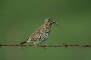Read more about the article The early bird counts the worms