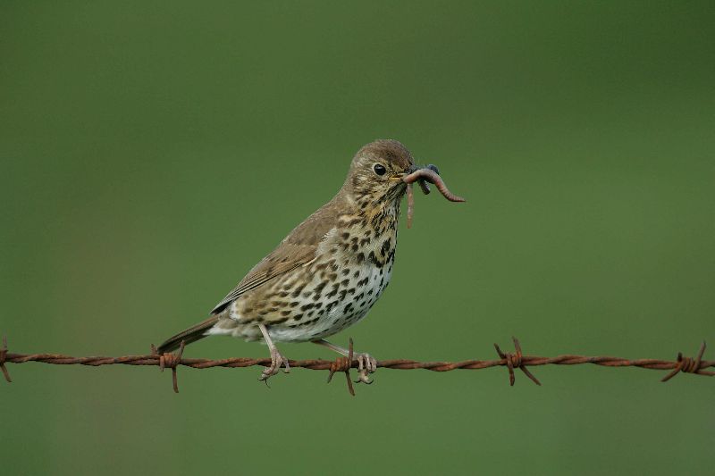 Song Thrush by Edmund Fellows (BTO)