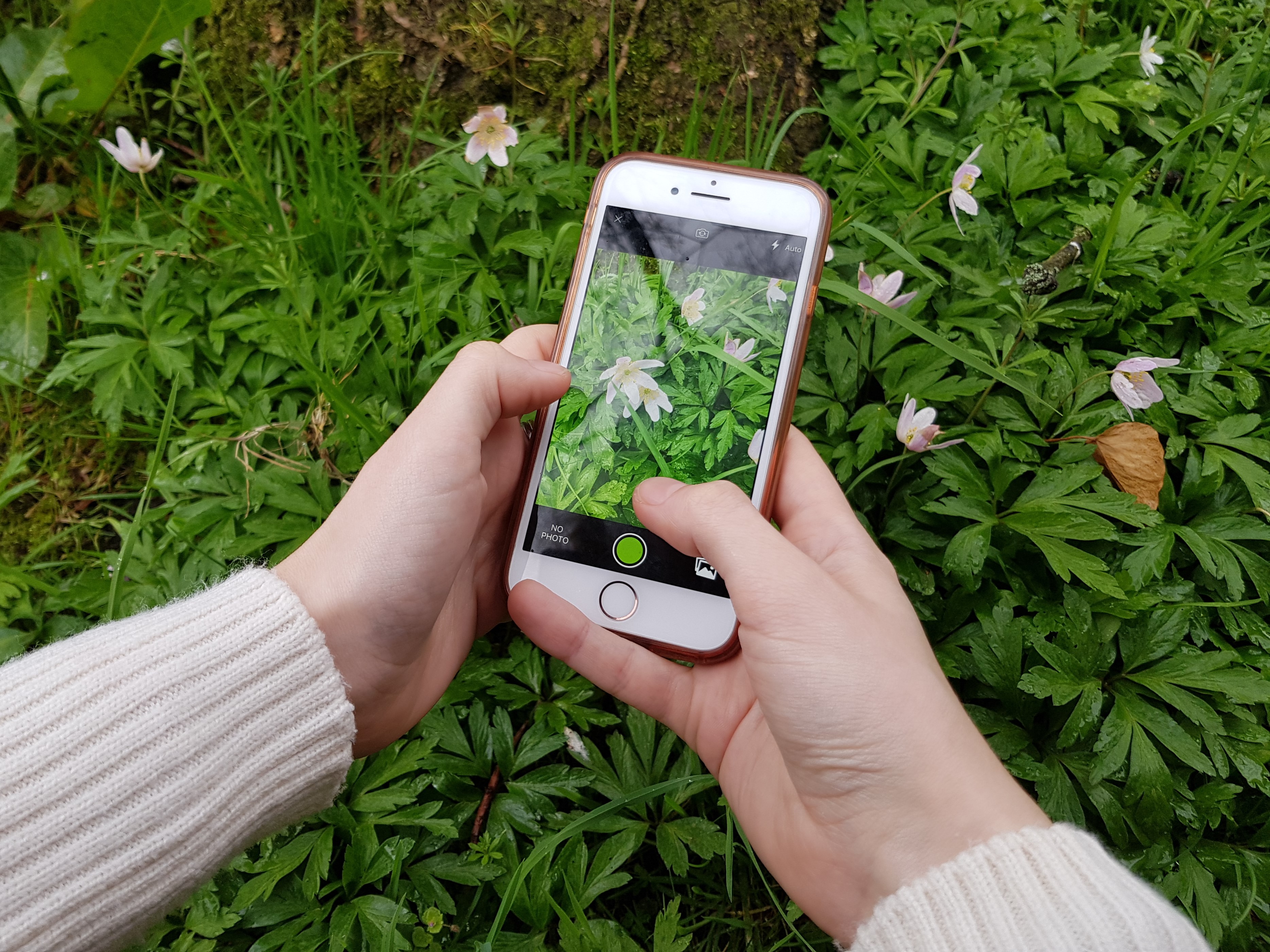 Submitting wildlife observations with iNaturalist is easy ! (Photo: Charlotte Varela)