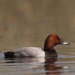 Bird BTO annual report