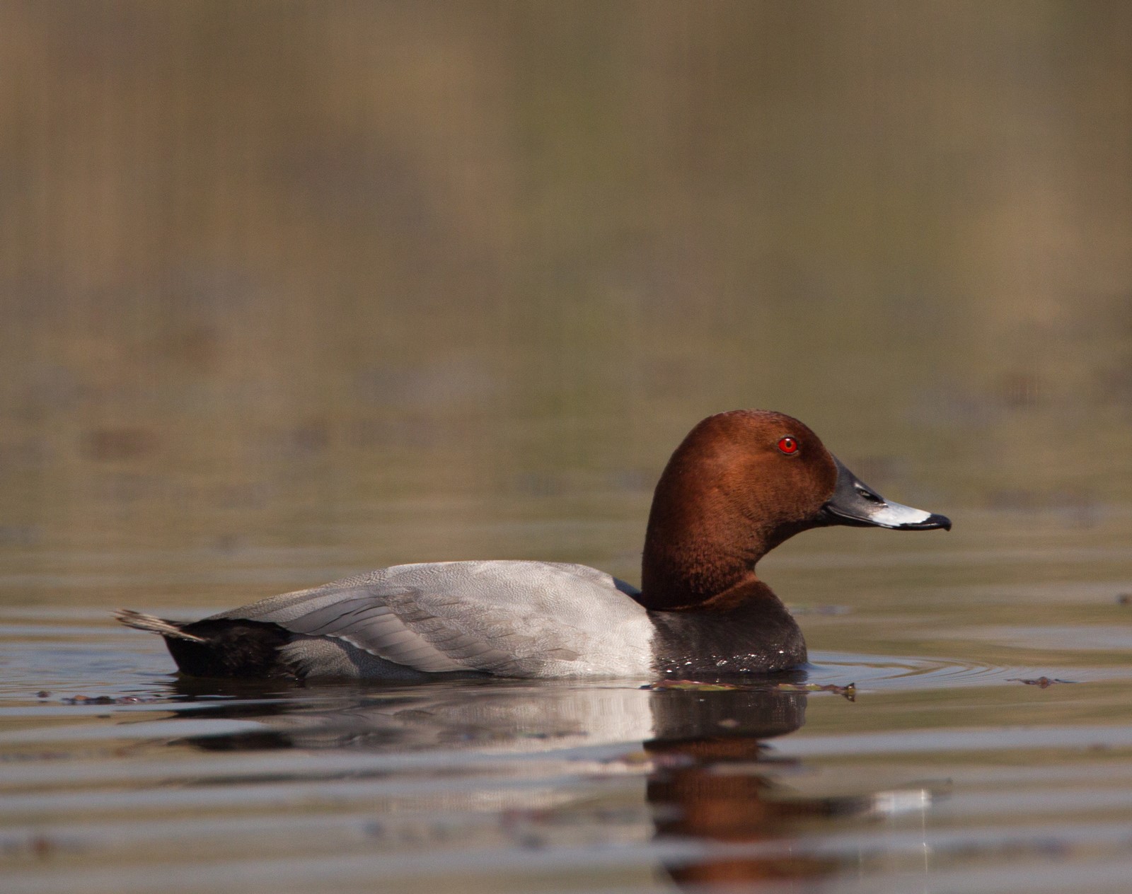 Bird BTO annual report