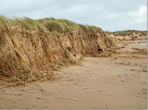 Read more about the article Dr Phil Smith: Wildlife notes February 2020