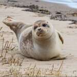 Common Seal, Alt Estuary (Photo: Dr Phil Smith)