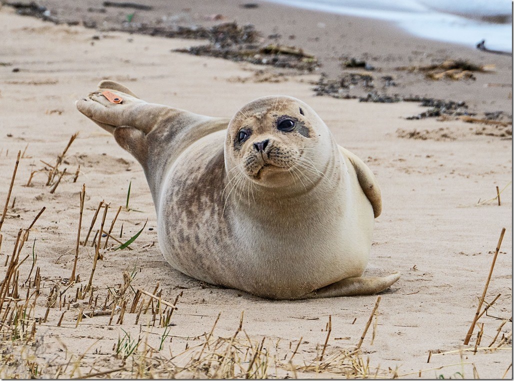 Common Seal, Alt Estuary (Photo: Dr Phil Smith)