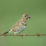 Song Thrush by Edmund Fellowes