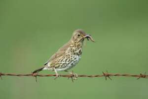 Read more about the article BTO: National Garden Bird Survey Reaches 25 Years