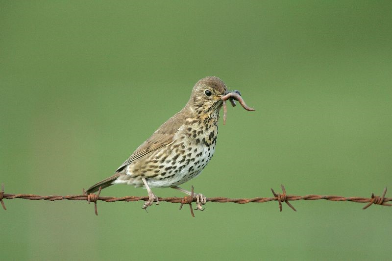 Song Thrush by Edmund Fellowes
