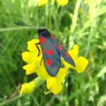 burnet