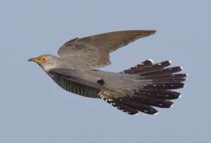 Read more about the article British Cuckoo completes 22,000 mile odyssey in record time!