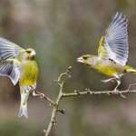 Greenfinches by Edmund Fellowes