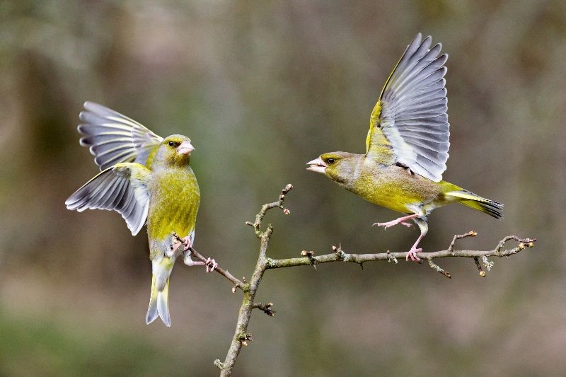 Greenfinches by Edmund Fellowes