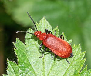 Read more about the article Dr Phil Smith: Wildlife notes April 2020