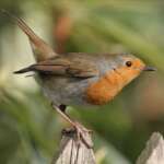 Robin