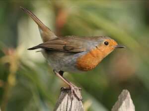 Read more about the article Actor Martin Shaw teams up with ornithologists to support well-being and mental health; encouraging us to “stop and watch”
