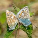 Common Blue pair at Ravenmeols (Dr Phil Smith)