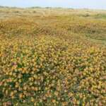 Kidney Vetch, New Green Beach (Dr Phil Smith)