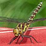 Southern Hawker female on bag Hawksworth Drive 28 07 20