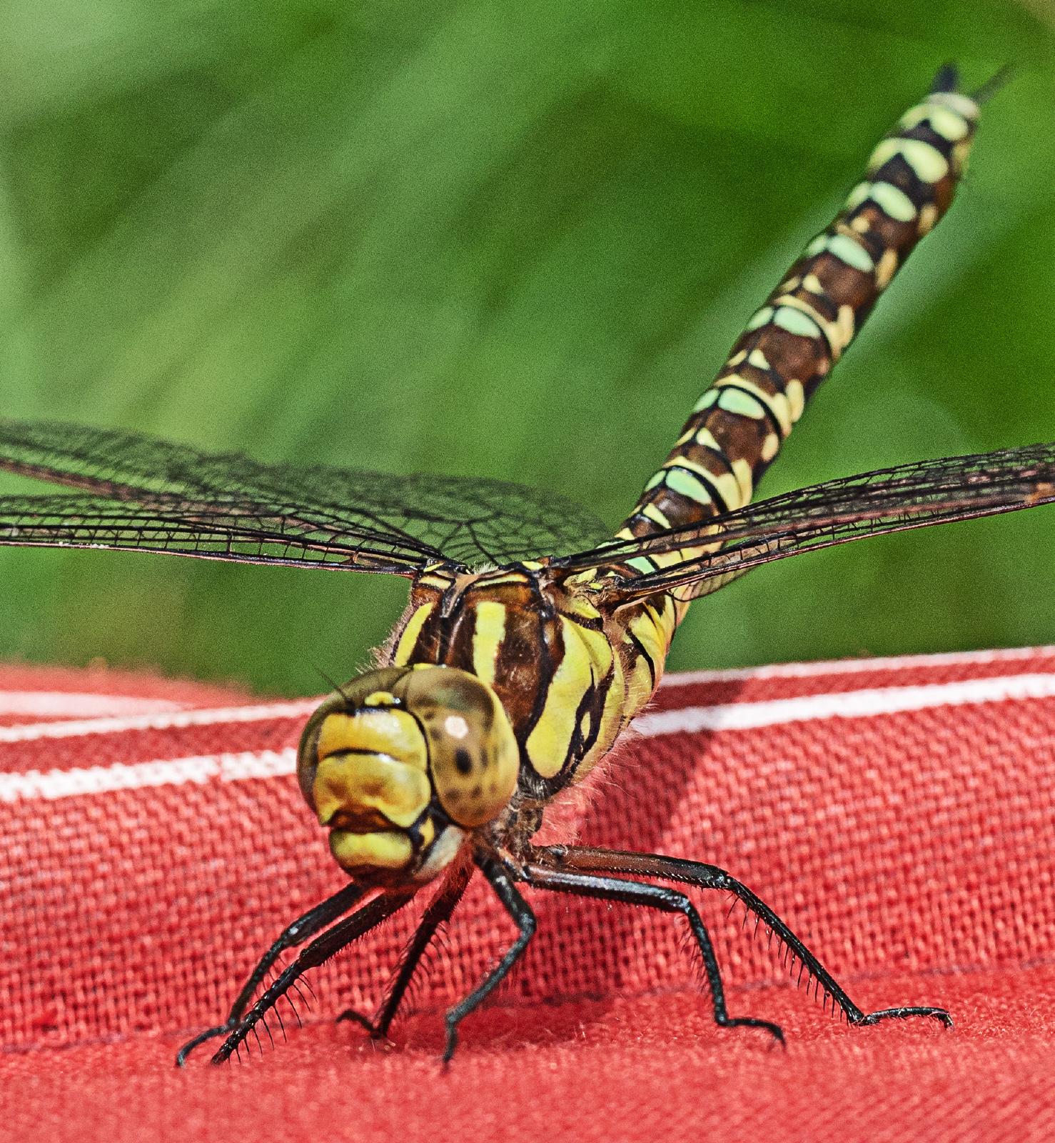 Southern Hawker female on bag Hawksworth Drive 28 07 20