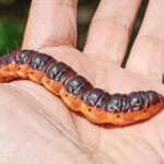 Goat Moth (Dr Phil Smith)