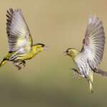 Siskins in flight by Edmund Fellowes