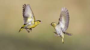 Read more about the article Researchers seek to help to track garden finches