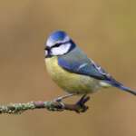 Blue Tit by Liz Cutting