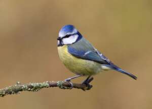 Read more about the article Blue Tits missing from our gardens following spring heatwave