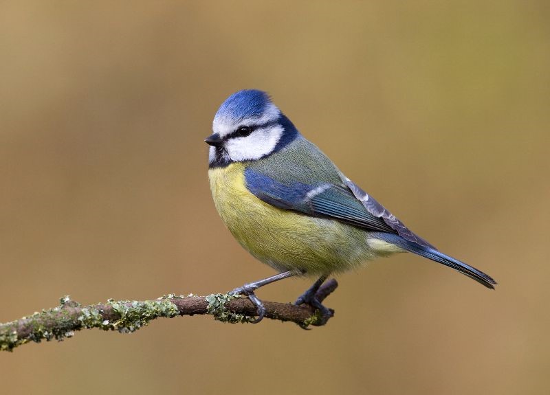 Blue Tit by Liz Cutting