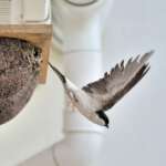 House Martin House by Doug Welch