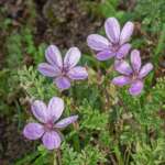 Hybrid Stork's-bill Erodium x anaristatum Ravenmeols 8 10 2019