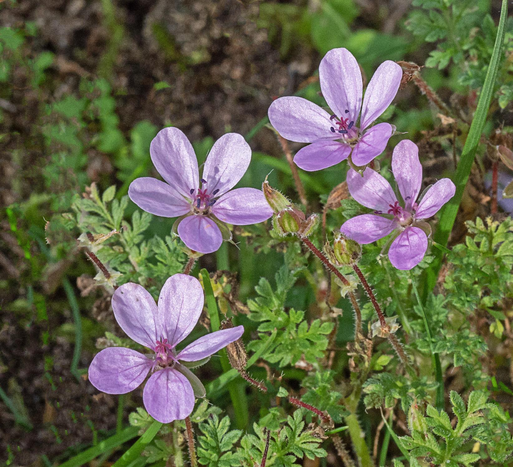Hybrid Stork's-bill Erodium x anaristatum Ravenmeols 8 10 2019
