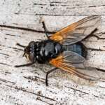 Moon Fly (Mesembrina meridiana),  Ravenmeols logs, 15/10/2020
