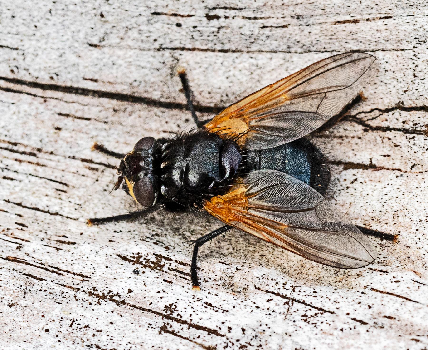 Moon Fly (Mesembrina meridiana),  Ravenmeols logs, 15/10/2020